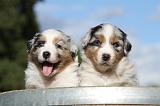 BERGER AUSTRALIEN PUPPIES 366